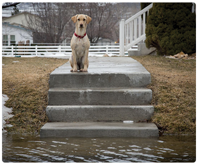 image of lone dog sitting on steps with flood waters below