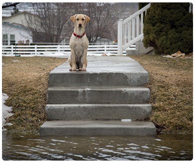 image of lone dog sitting on steps with flood waters below